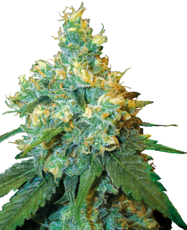 Jack Herer 4 seeds