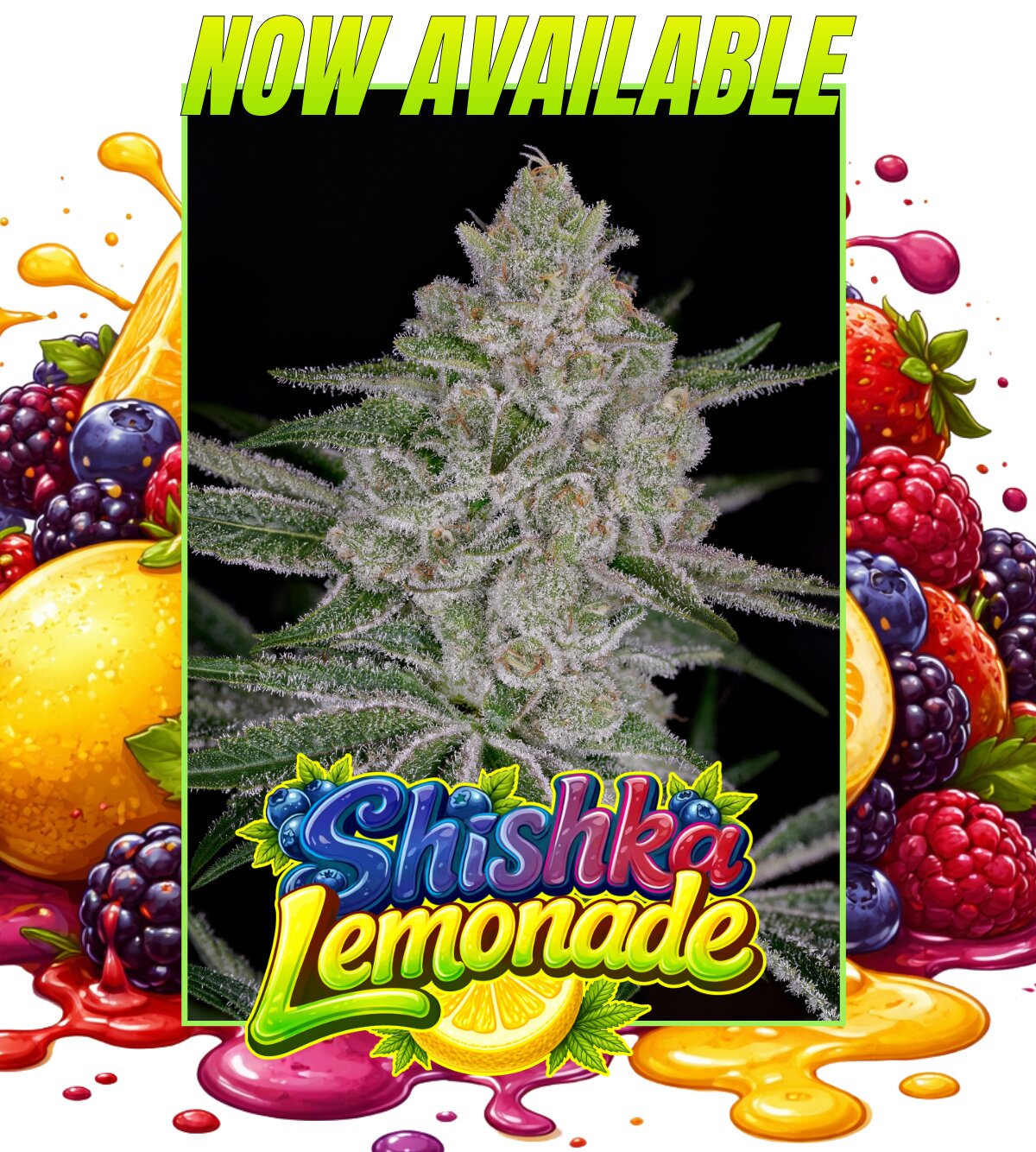 Shishka Lemonade (Air Lemon X Shishkaberry) 5 seeds