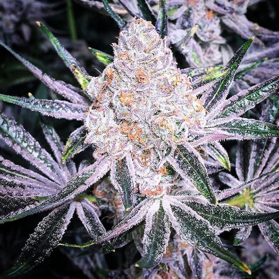 Purple Sunset RBX2 5-Pack