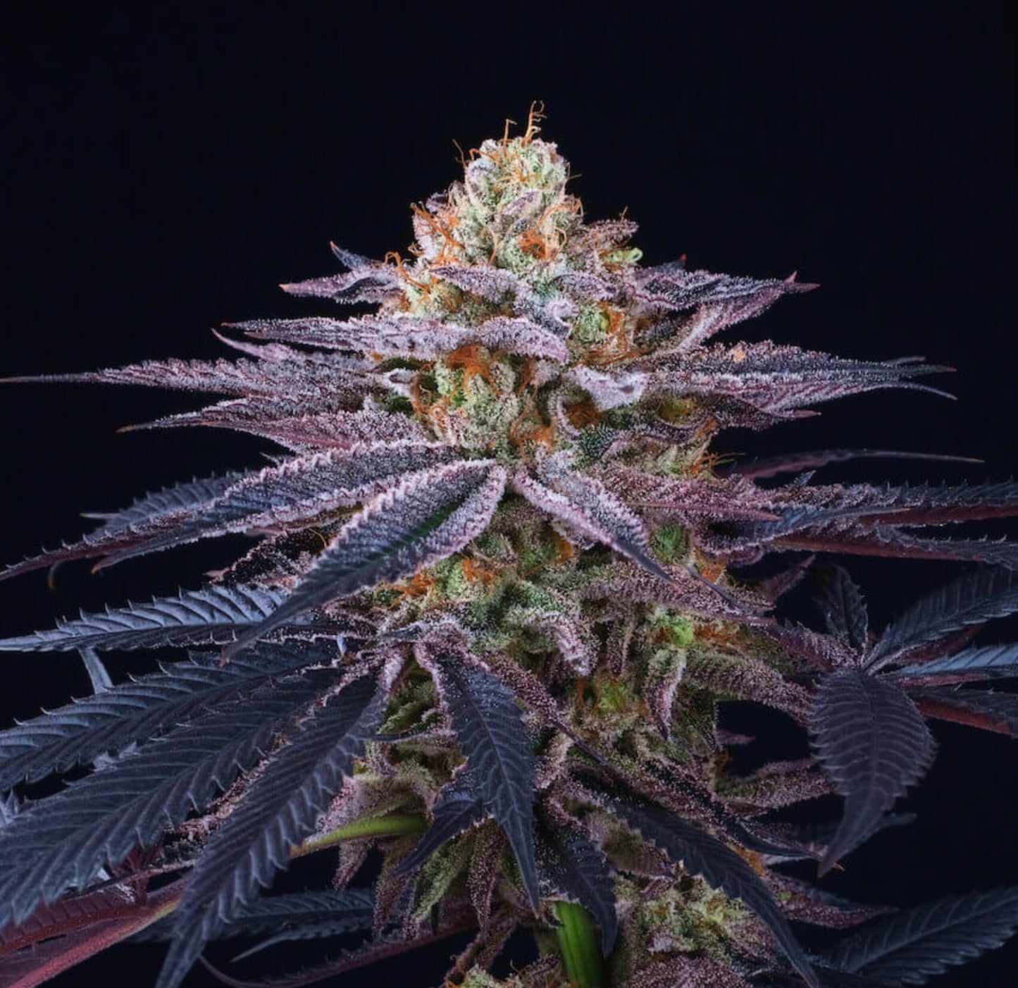 Rotten Apple (Lemon Butter Cream x Jet A) 6-Pack + 3 LH2P