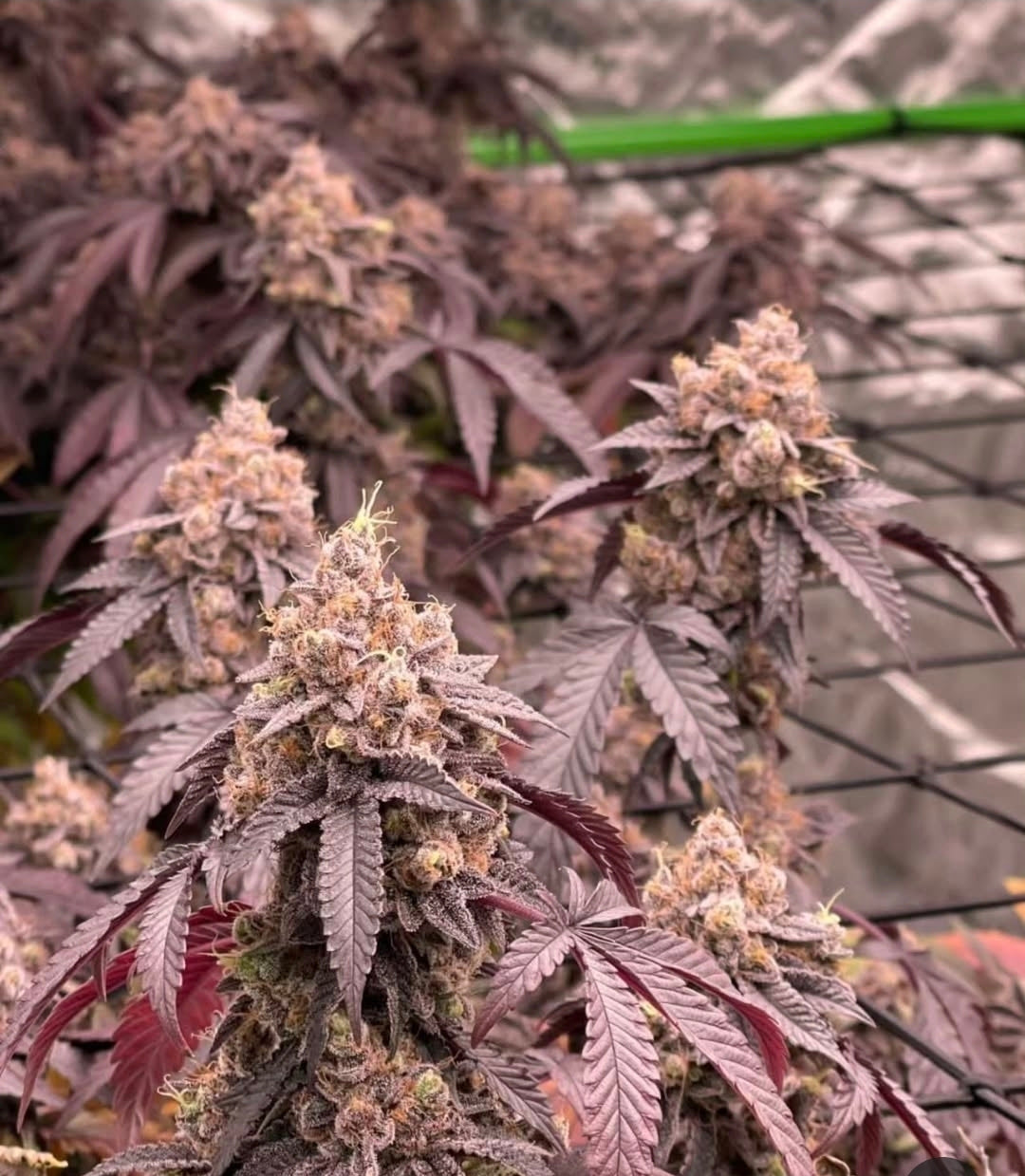 Lemon Cherry Gelato (LCG x LCG Bx1) Fem 6 seeds