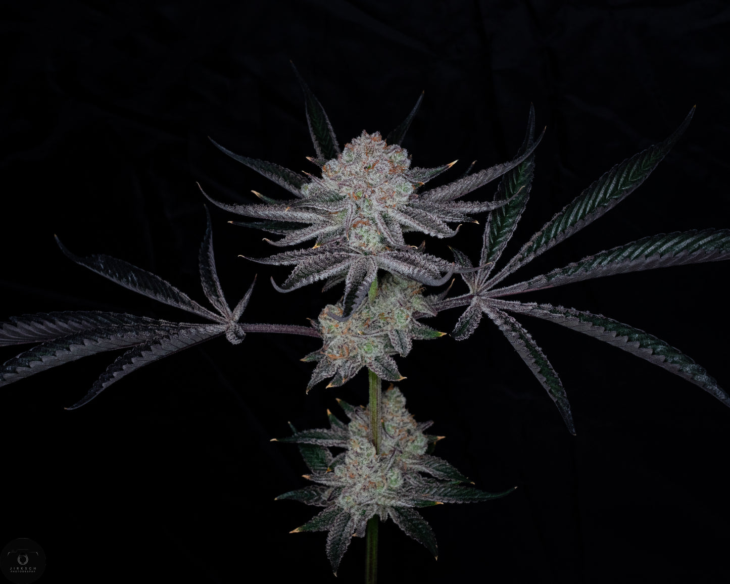 Gush Mints x Grape Cream Cake (FEM) 6-Pack
