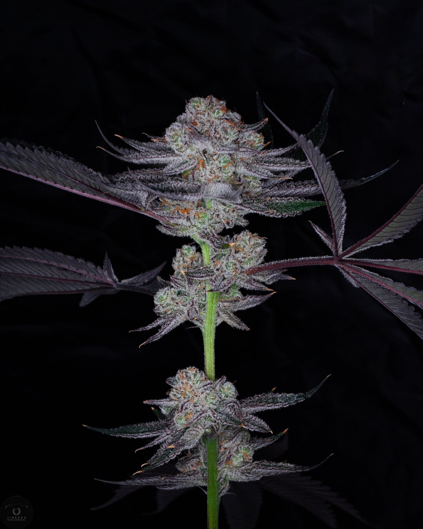 Gush Mints x Grape Cream Cake (FEM) 6-Pack