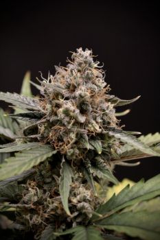 Sweet ‘n’ Sour ((TOOF DECAY X SOUR STOMPER)) 3-Pack