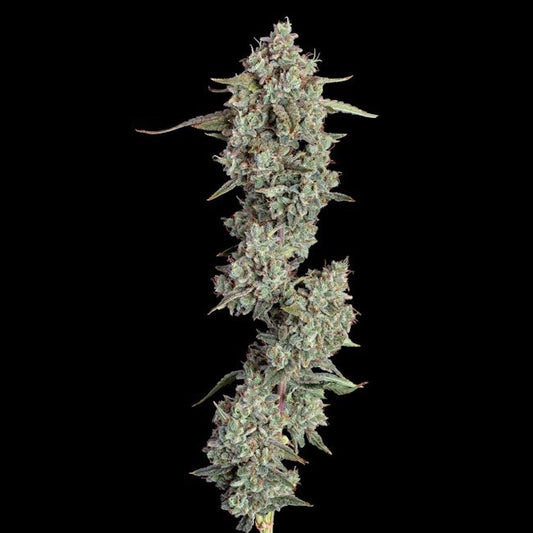 Pineapple Diesel Auto (Lilac Diesel x Pineapple Runtz) 6 seeds