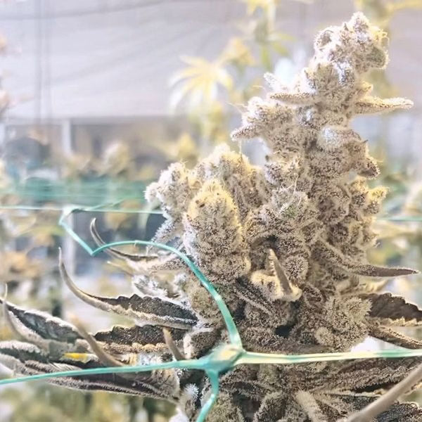 Masterpiece (Cap Junky x Platinum) 3 fem seeds