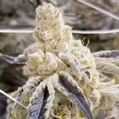 Masterpiece (Cap Junky x Platinum) 3 fem seeds