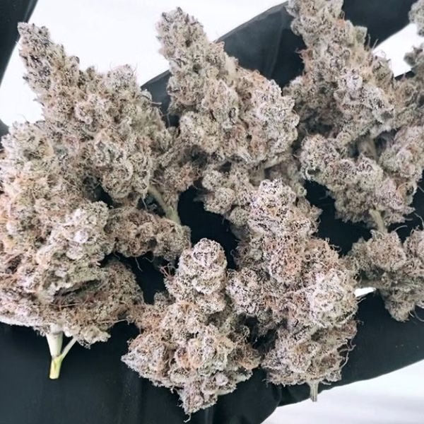 Masterpiece (Cap Junky x Platinum) 3 fem seeds