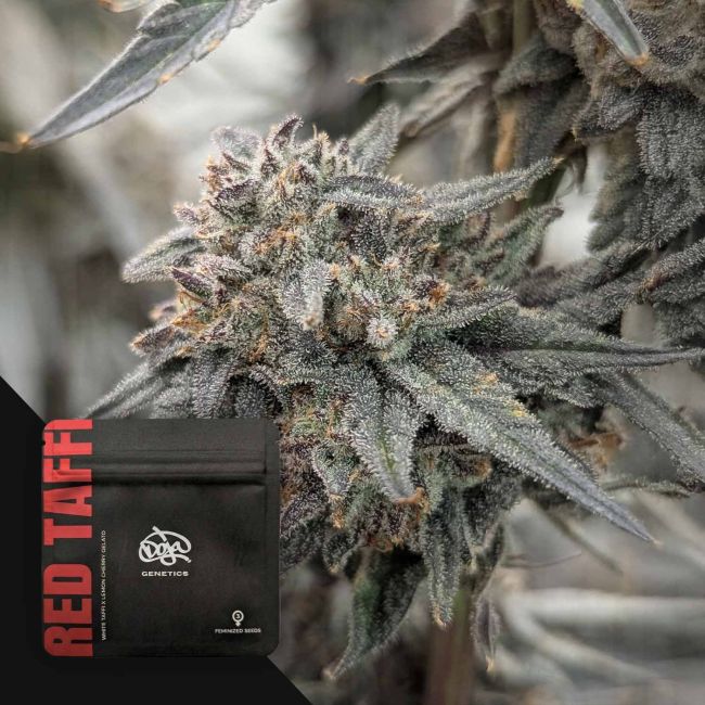 Red Taffi (White Taffi x Lemon Cherry Gelato) 3 seeds