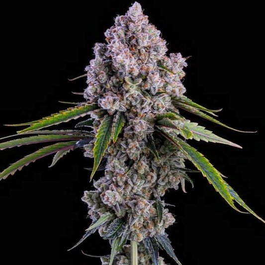 Pepe Silvia R1 (ZWEET OG #8 x GRANDPA'S COOKIES #6) 5 seeds