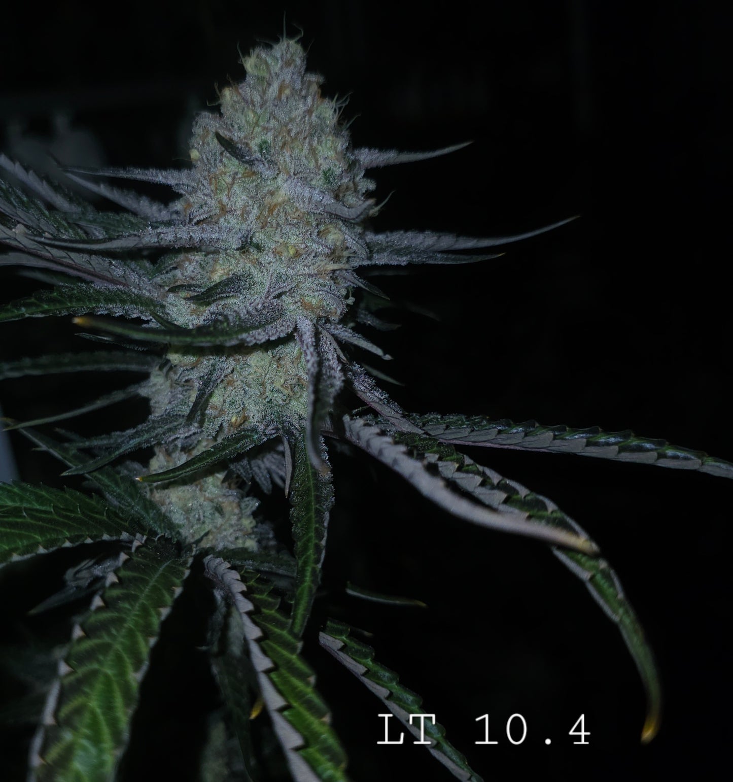 Lions Tooth (Sweet Tooth x Lion Strength) 10+ seeds FEMINIZED