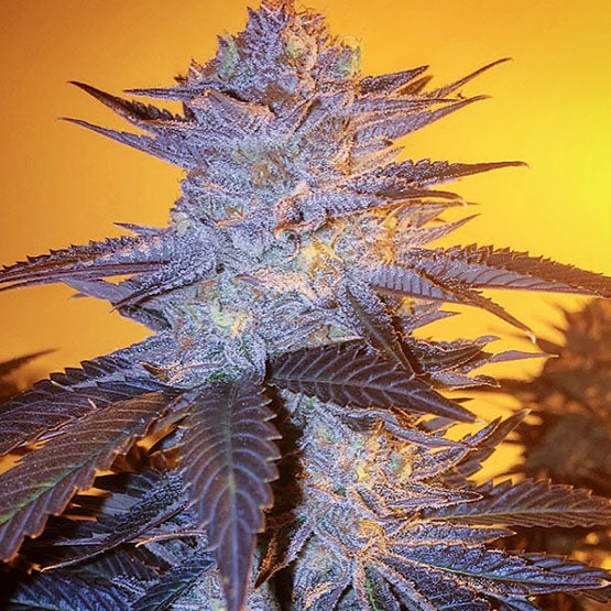 Orange Velvet Underground RBX ((SOUR TANGIE X MANDARIN SUNSET) x ORANGE VELVET) 5-Pack