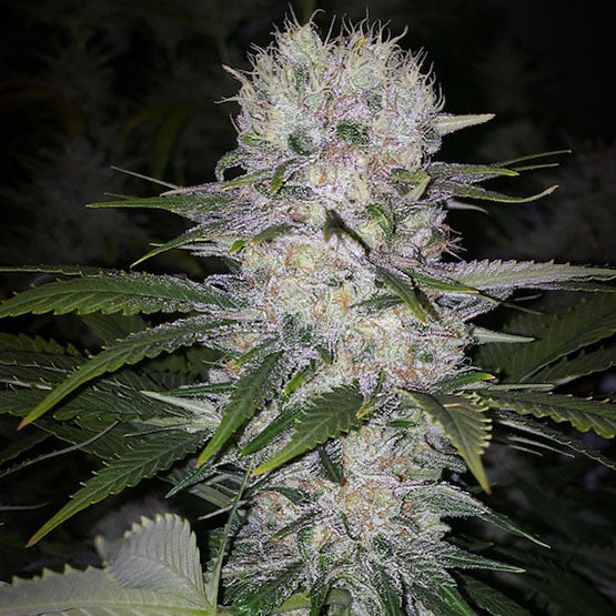 Skunk Hero RBX1 (1994 SUPER SKUNK x MANDARIN SUNSET) 5-Pack