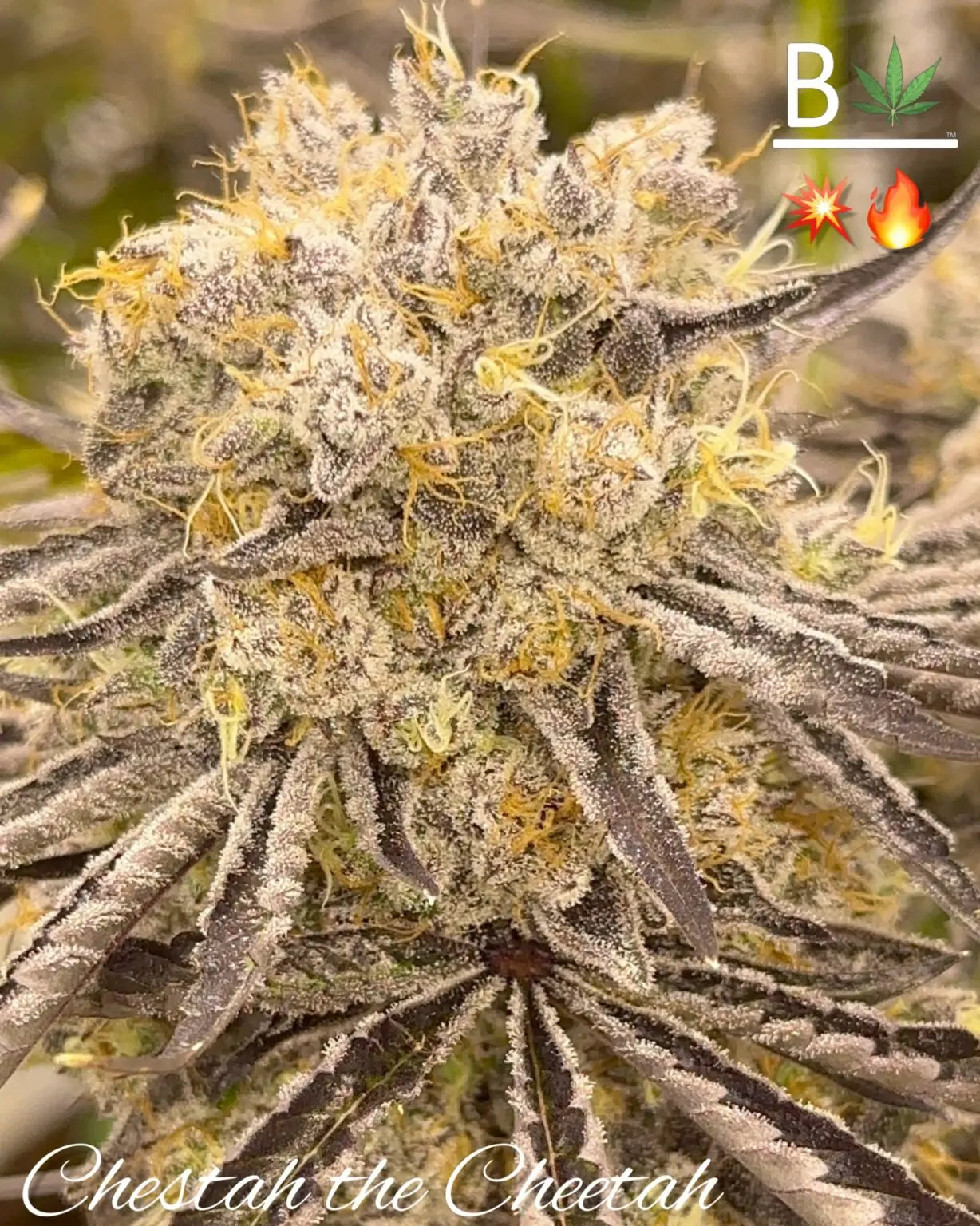 Chestah The Cheetah (Red Hotz AKA Love Seed 2.256 x Chimera #3) 5(+2) seeds