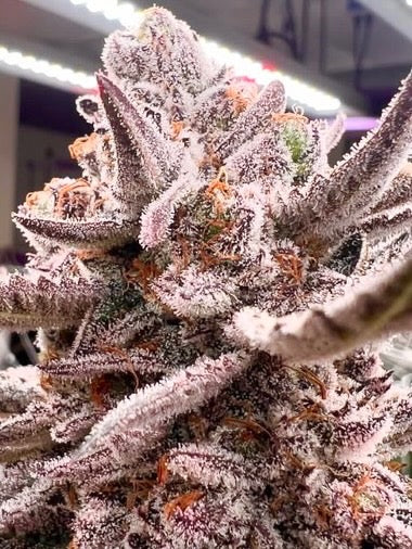 Truffmosa R1 (Watermelon Mimosa #10 x White Truffle) fem seeds