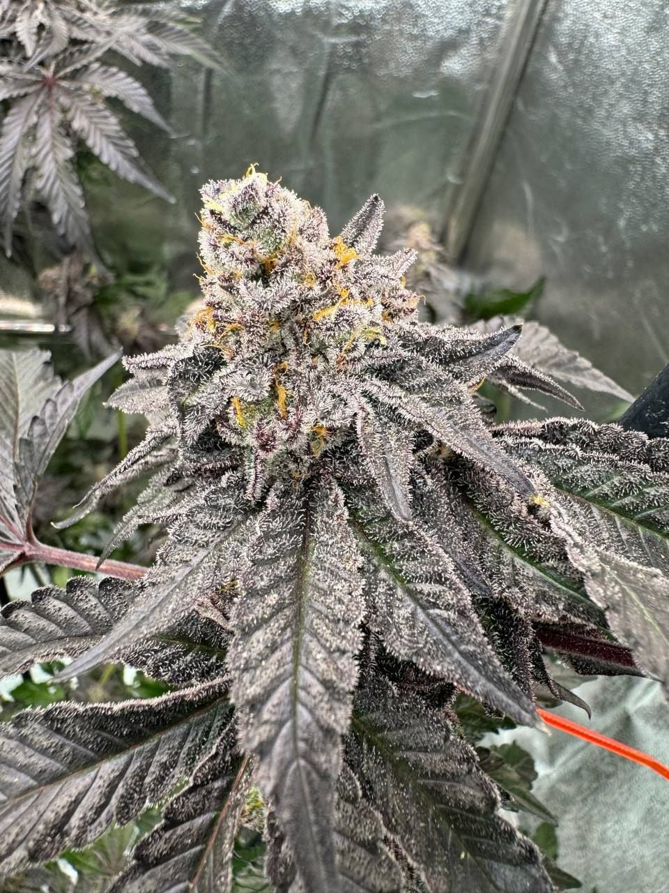Gary Sherbet ((Gary Payton x Sunset Sherbet) x Sherbanger) 3 seeds
