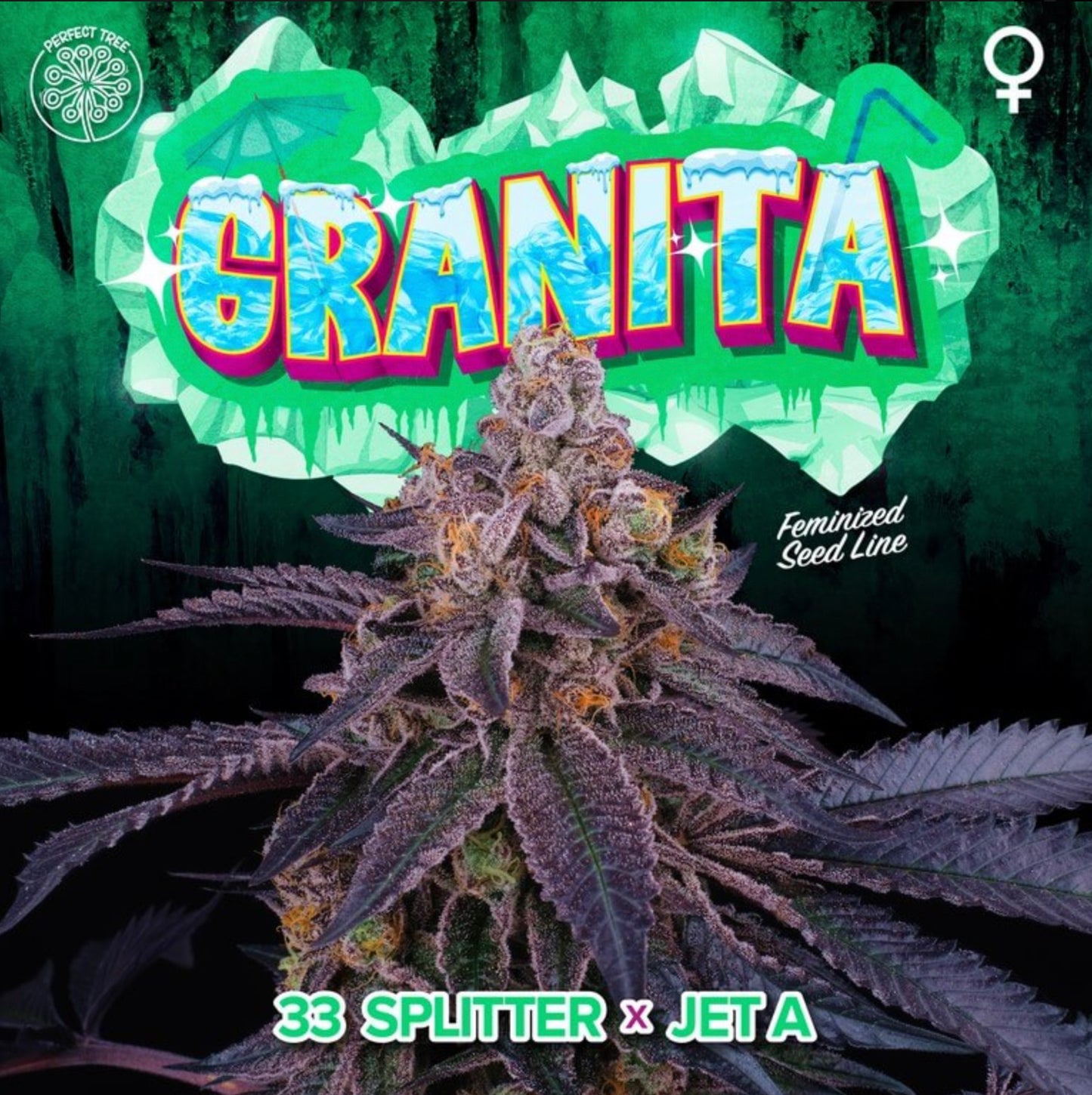 Granita (33 Splitter x Jet A) 6-Pack + 3 LH2P