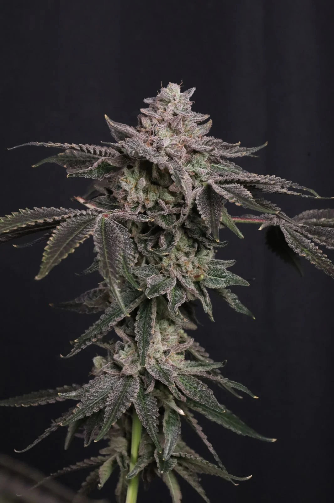 Z42™ (Z3 (Terphogz) x Candy Fumez (Bloom Seed Co.)) 3 seeds