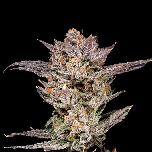 Mylar Magic 2.0 (Mylar Magic x Runtz) 7 seeds