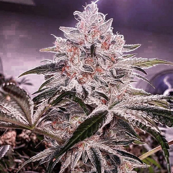 Ethos Apex R1 (LILAC DIESEL #10 x MANDARIN COOKIES) 5-Pack