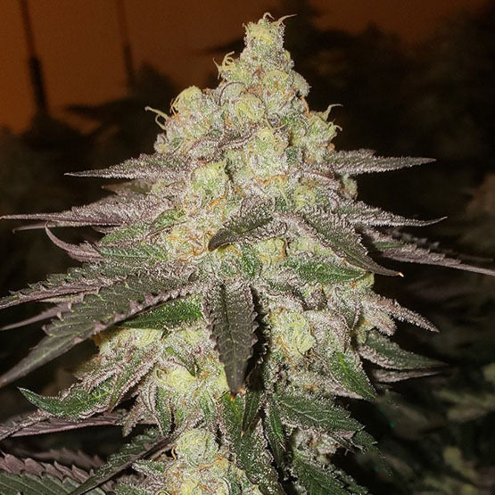 Candy Store RBX (LEMON BERRY CANDY OG x ETHOS COOKIES #16) 5-Pack