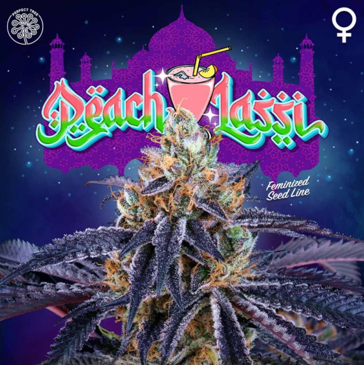 Peach Lassi (Peach Ozz x Jet A) 6-Pack + 3 LH2P