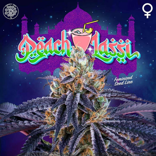 Peach Lassi (Peach Ozz x Jet A) 6 seeds + 3 Loukoum Freebies