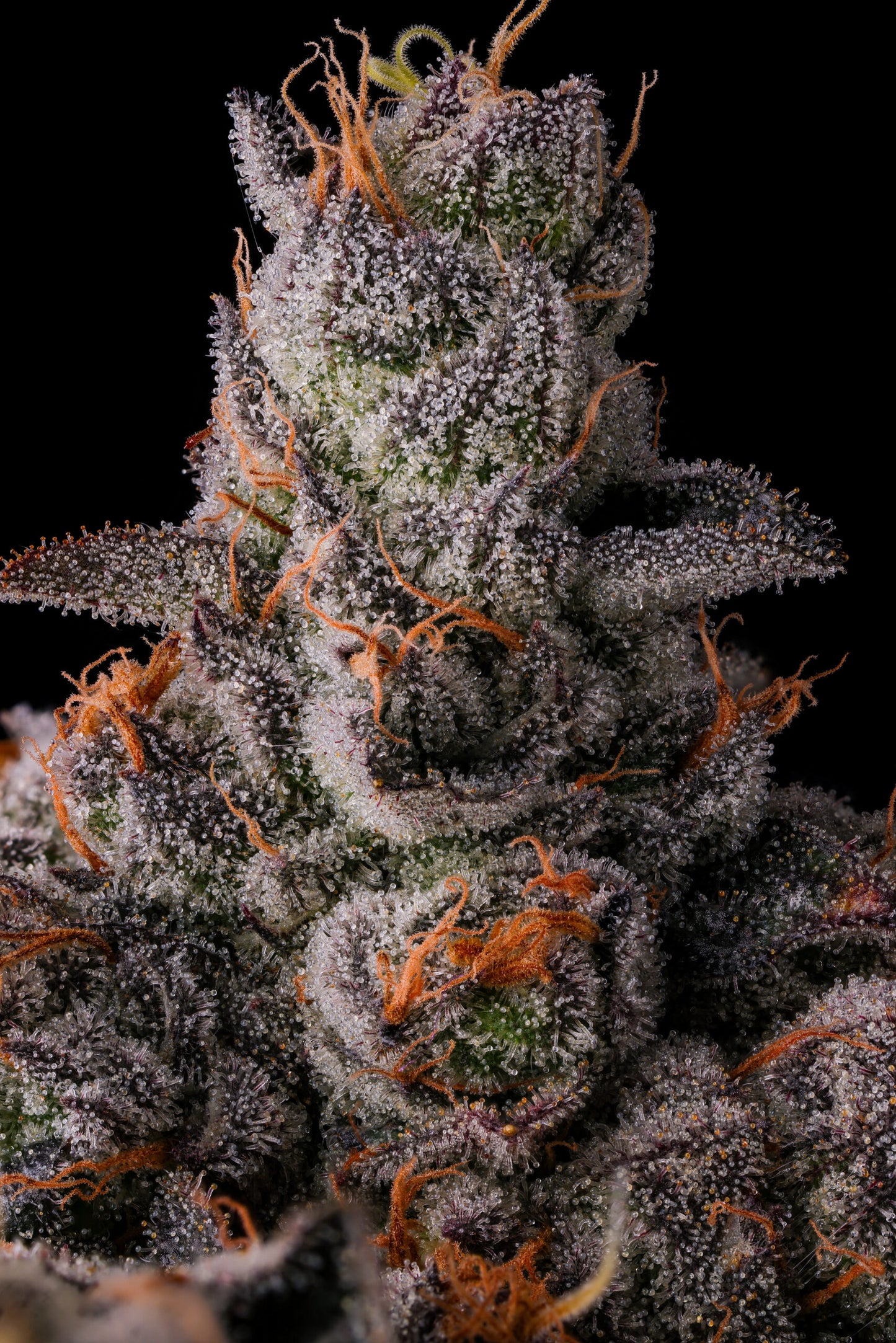 90 Proof (GRAPE GAS X PAVÈ) 7 seeds