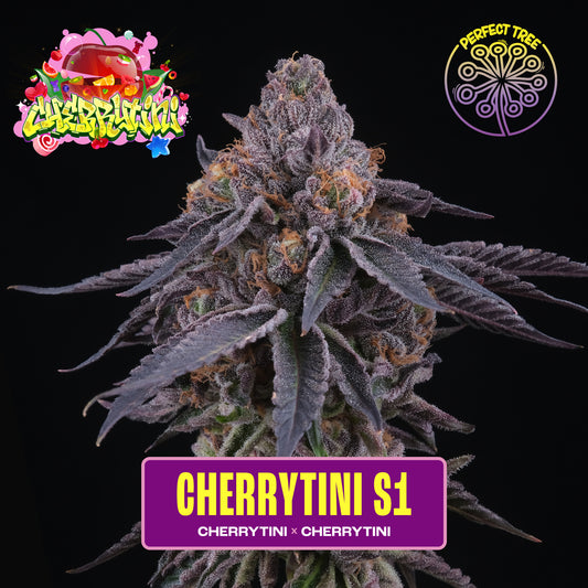 Cherrytini S1 (Cherrytini x Cherrytini) 6-Pack