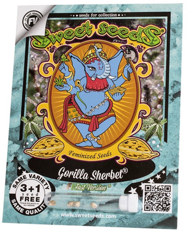 Gorilla Sherbet F1 Fast (Sunset Sherbet x Gorilla Girl XL Auto) 5(+2) seeds