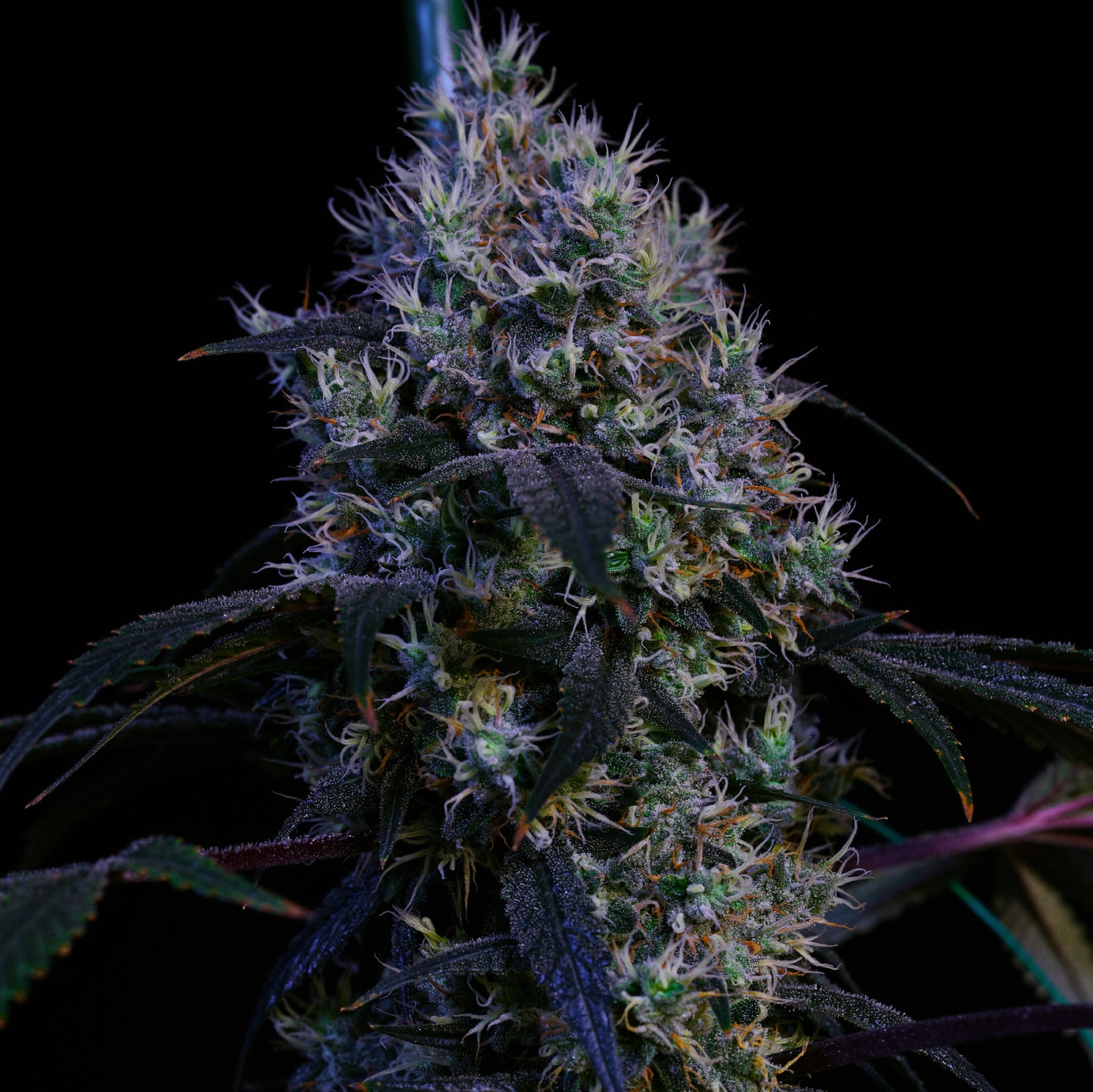 Super Lemon Haze RBX3 5-Pack