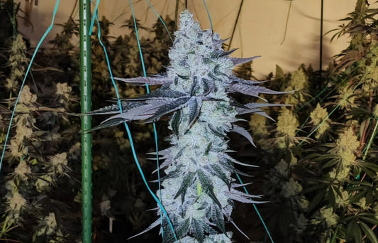 All the Sauces R1 (Original Zkittlez x Wrank) 5 seeds