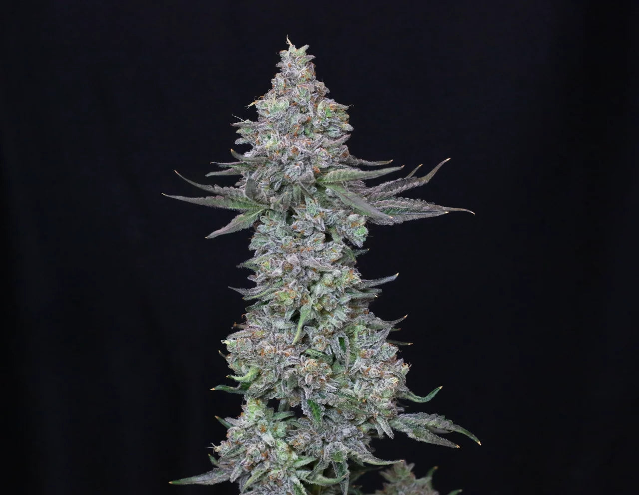 Slipstream (Animal Mints x Jet Fuel Gelato) 5 seeds