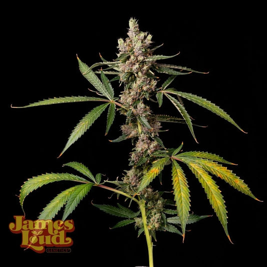 Apples & Bananas Z Regular 3 seeds