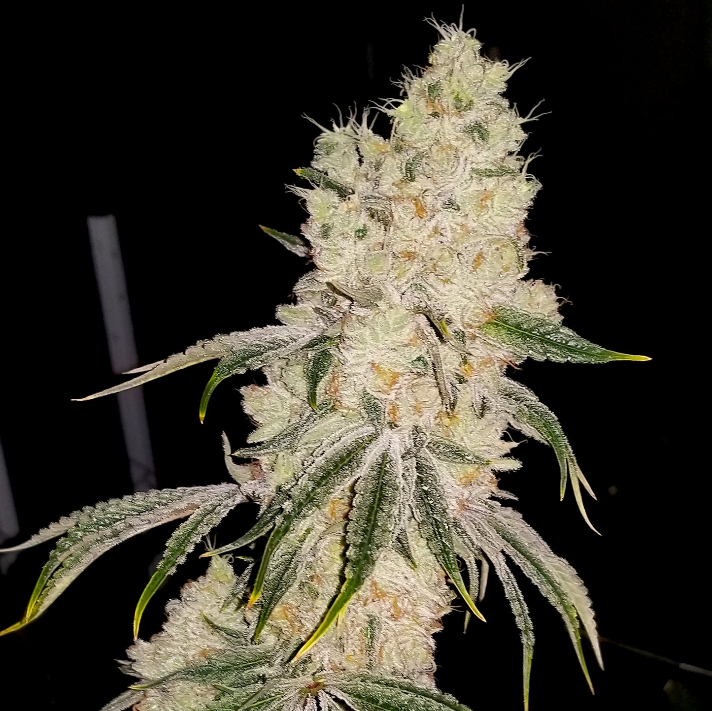 Gelato Punch (Gelato #33 x Purple Punch) 3-Pack + 1 Gorilla Glue #4