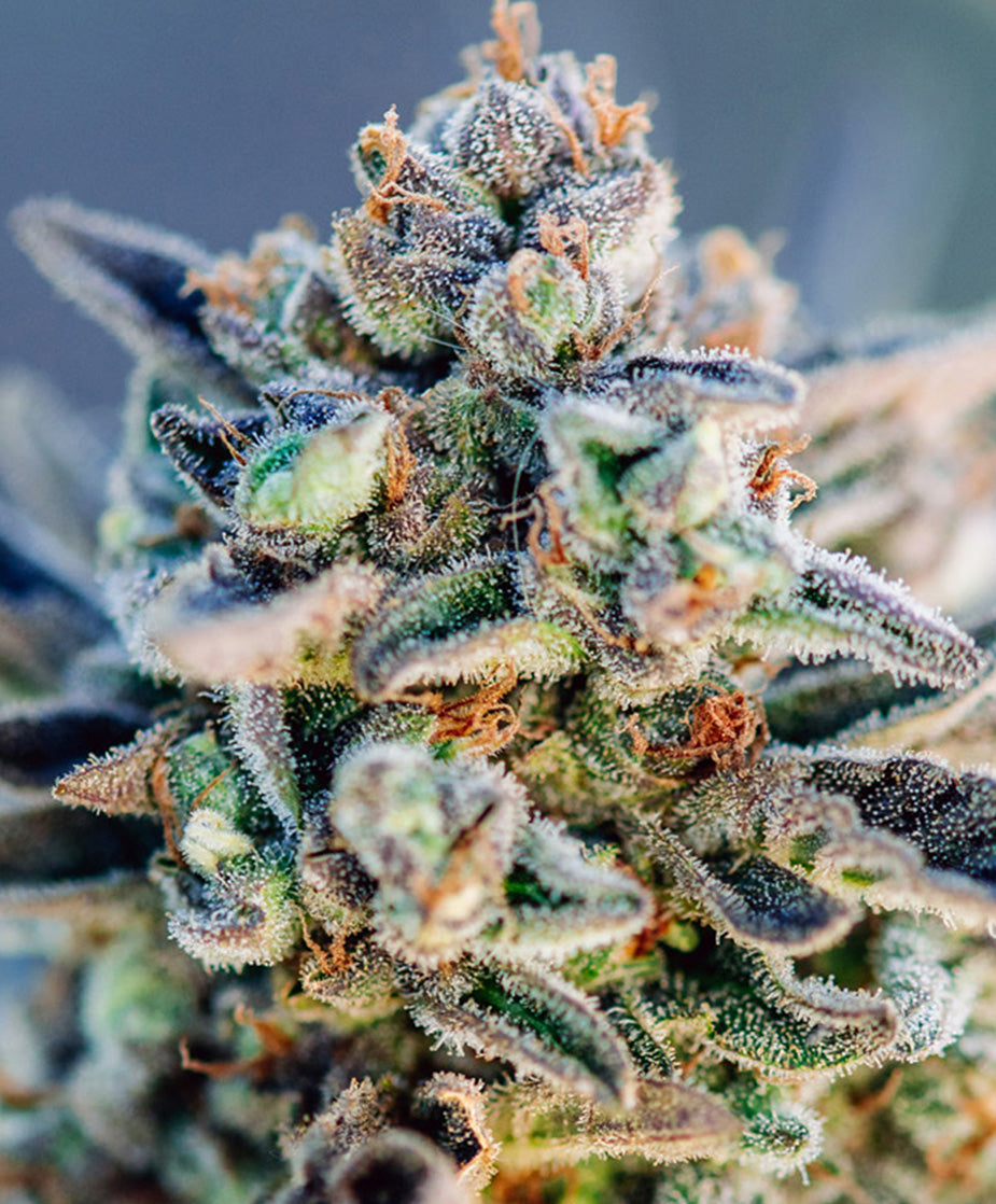 Top Gun Auto 5 seeds – Atlas Seed