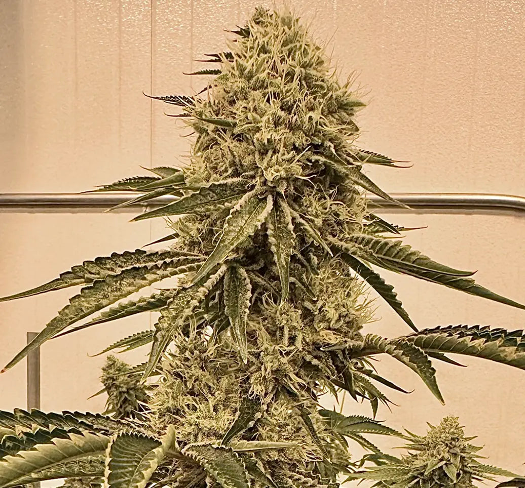 Turtle´s Key Club (Oryan OG x The Smooch) Reg 12 seeds