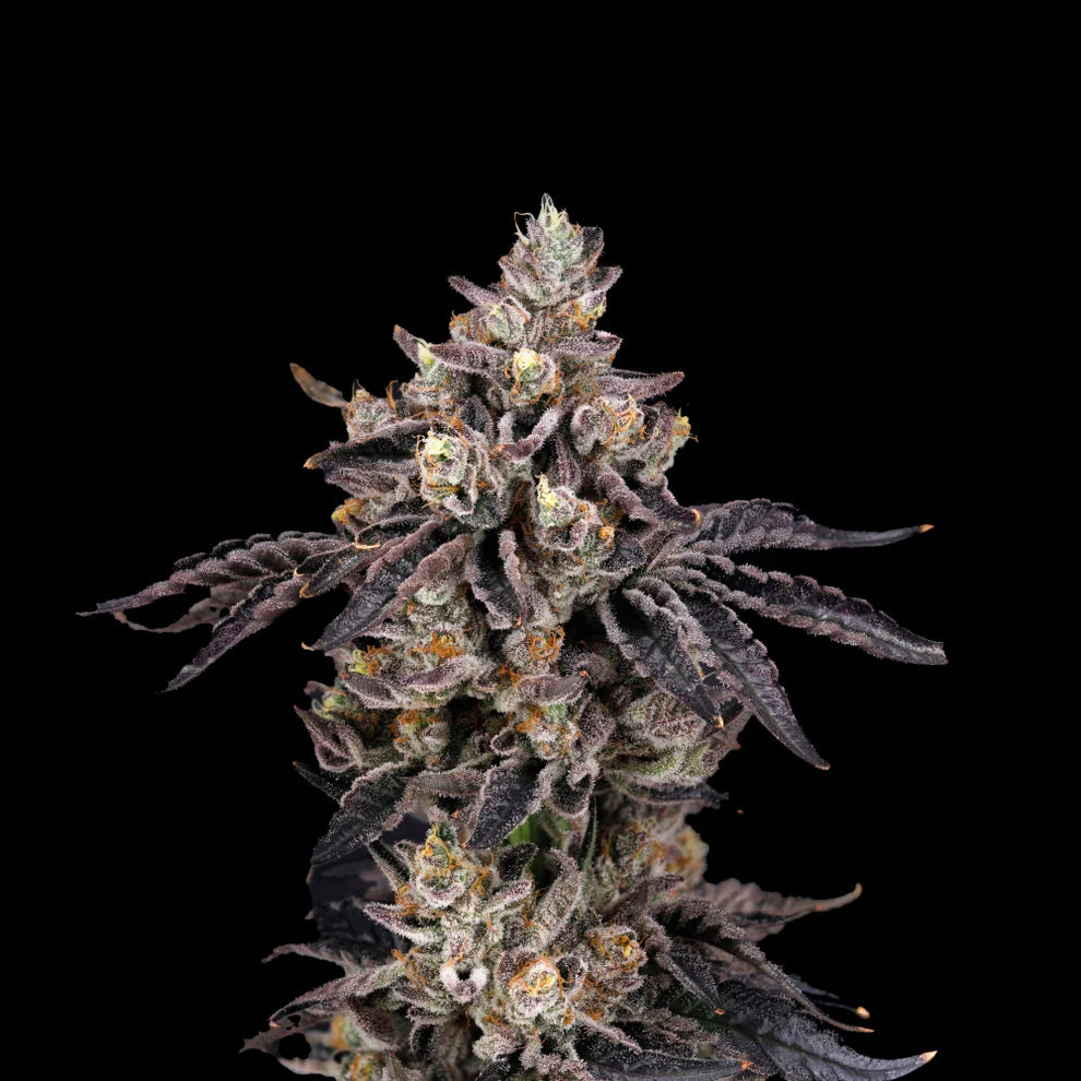 Bens & Cherry (Biscotti x Lemon Cherry Gelato) 7-Pack