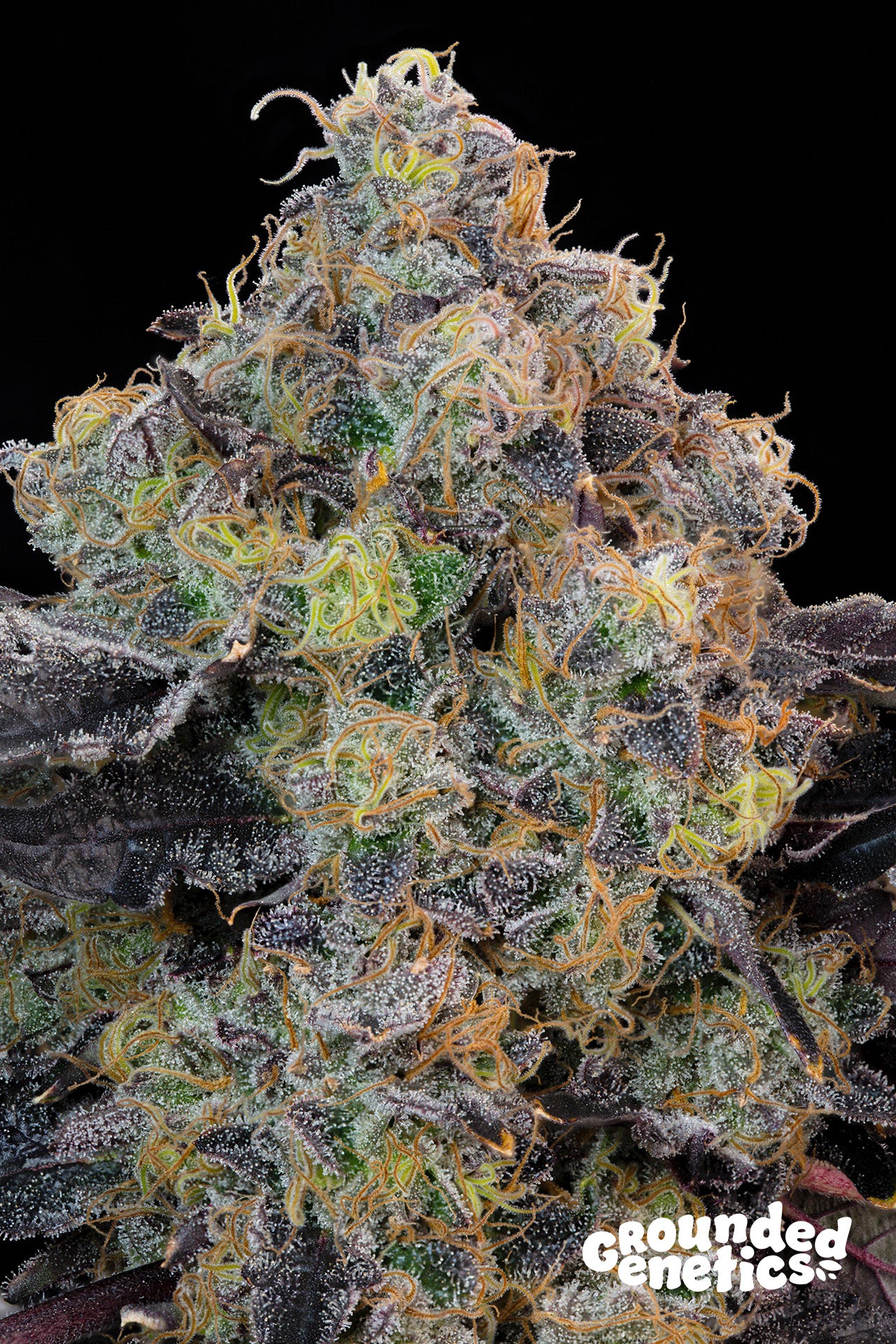 BLUEBERRY ZKUNK (Zkunk x Blucci) 7-Pack + 2 Permanent Melons + 2 Yellow Fresca