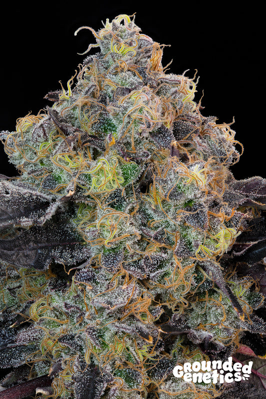 BLUEBERRY ZKUNK (Zkunk x Blucci) 7 seeds + 2 Permanent Melons + 2 Yellow Fresca
