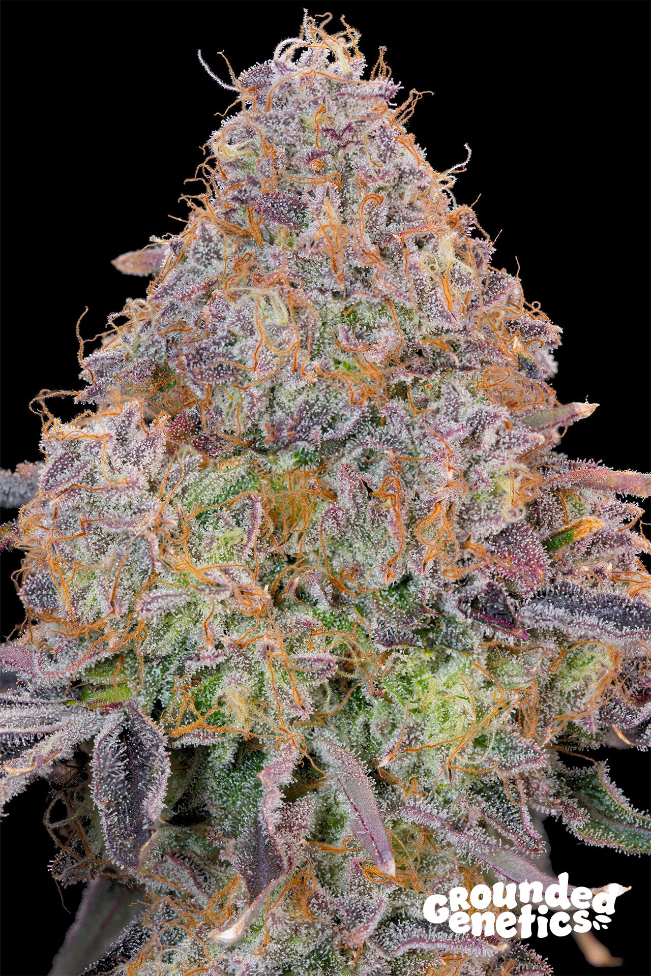 Bluzzi (Zkittlez x ZiZi) x Blucci + 2 Pineapple Squeeze + 2 Pink Poochie