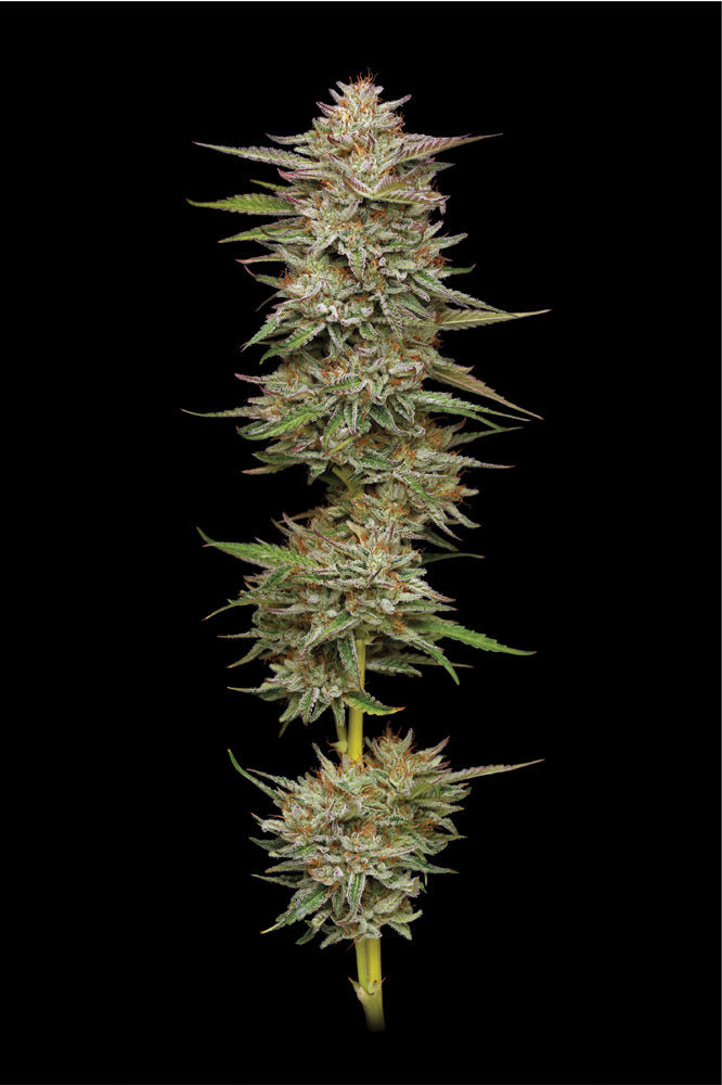 Banana OG Auto (Banana OG S1 #21 x Mint Jelly Auto x Banana OG Auto Bx3) 5-Pack