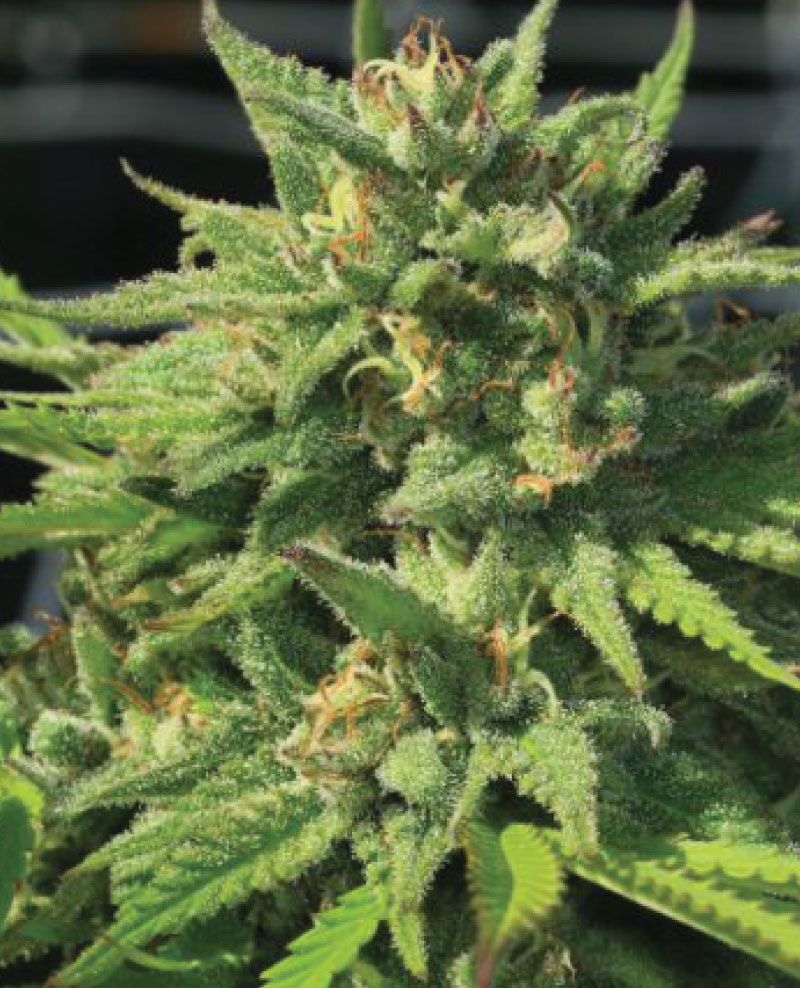 Bigfoot Glue Fem (Bigfoot Glue Bx4 x Humboldt Headband x Gorilla Glue #4) 5-Pack