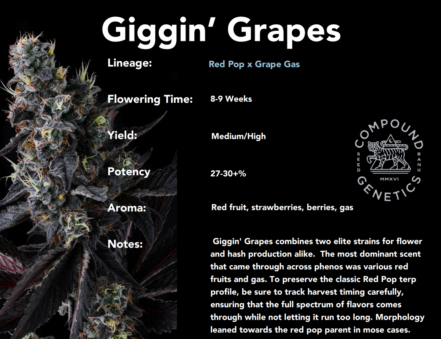 Giggin’ Grapes (Red Pop x Grape Gas) 7-Pack
