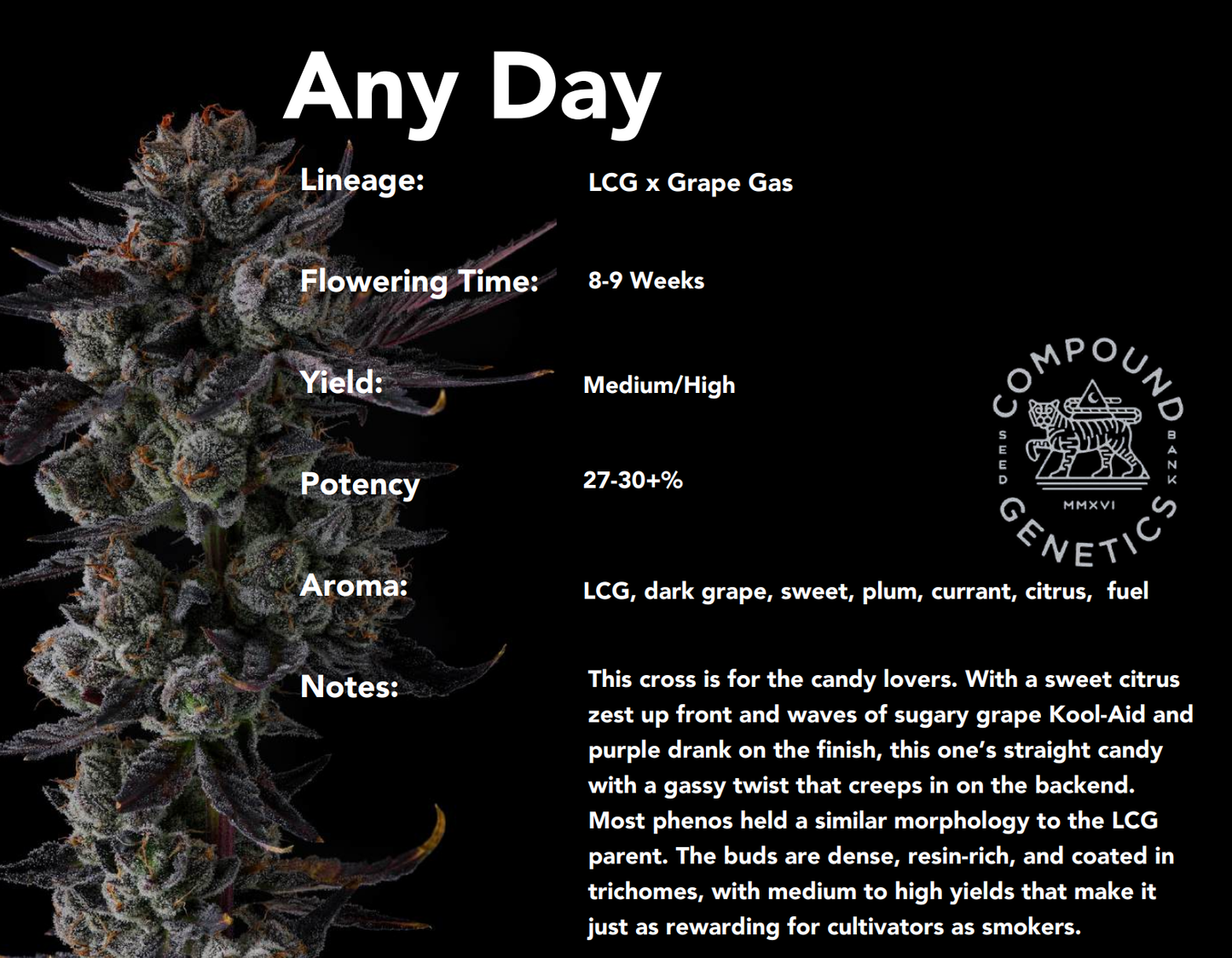 Any Day (LCG x Grape Gas) 7-Pack