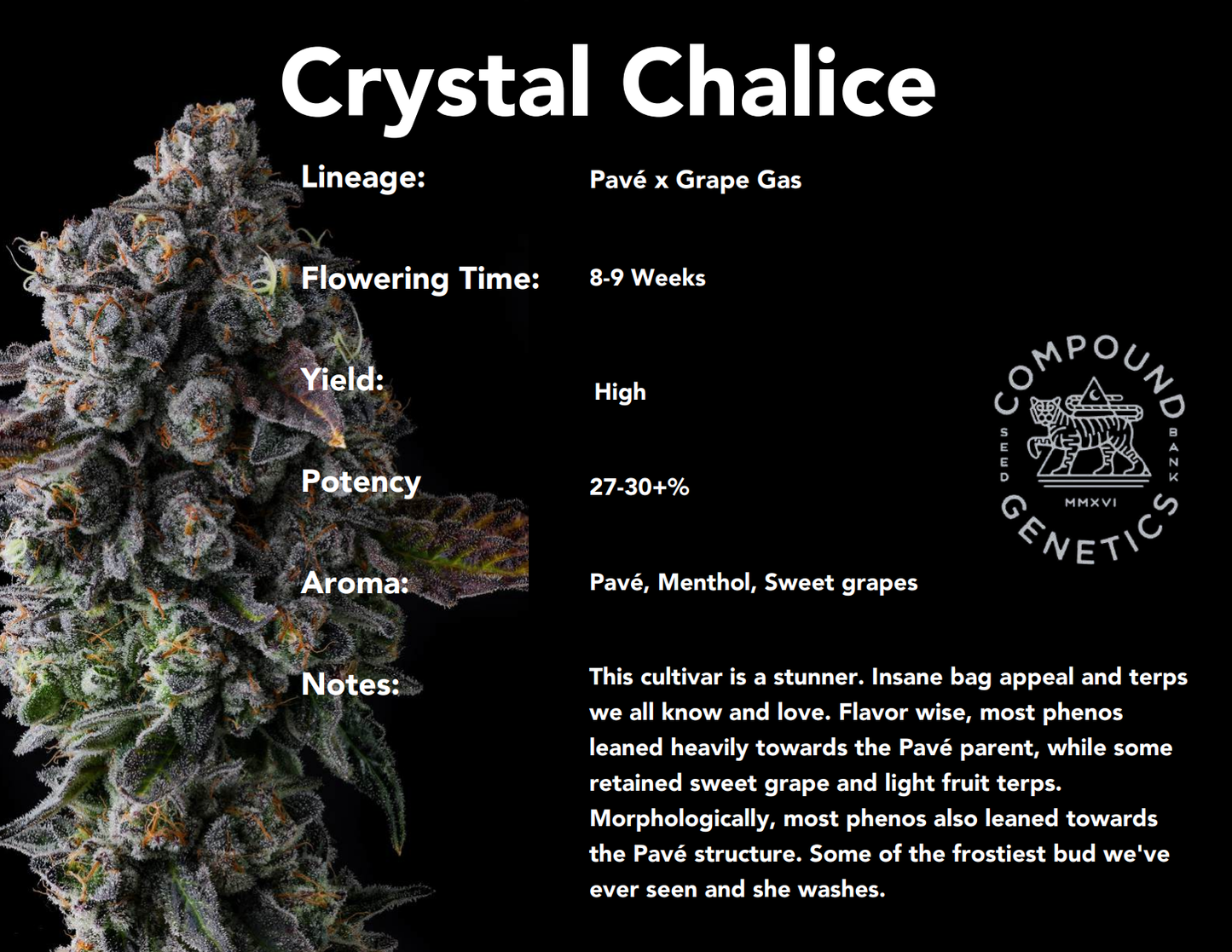 Crystal Chalice (Pavé x Grape Gas) 7-Pack