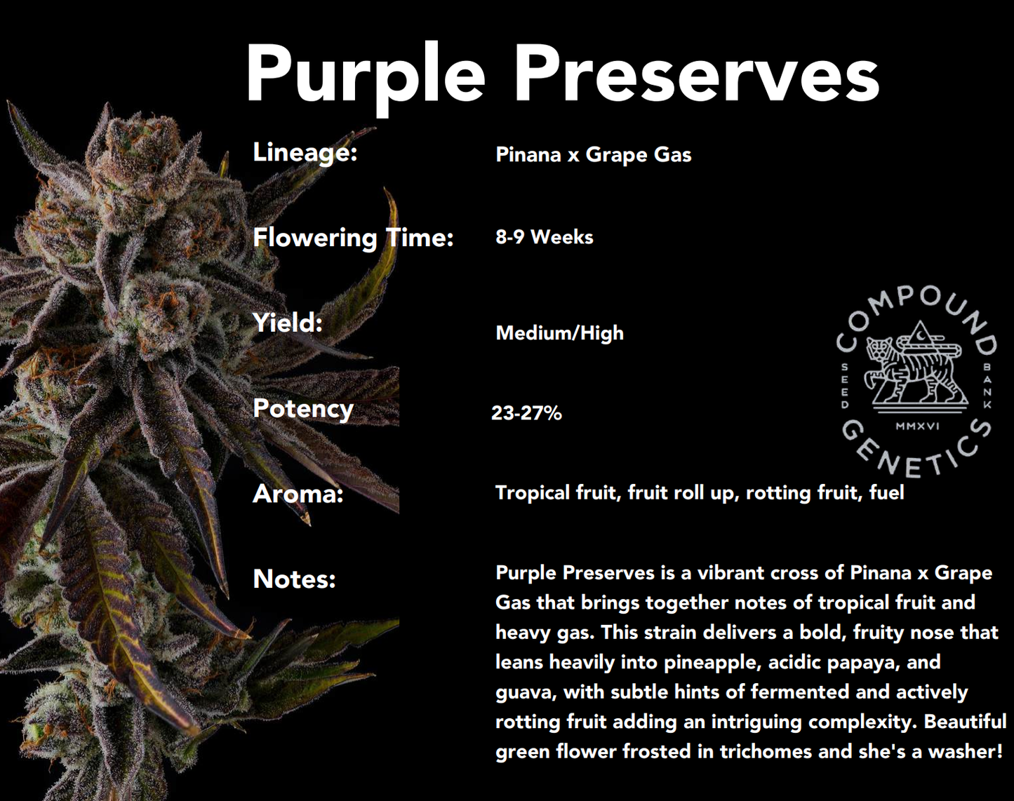 Purple Preserves (Pinana x Grape Gas) 7-Pack