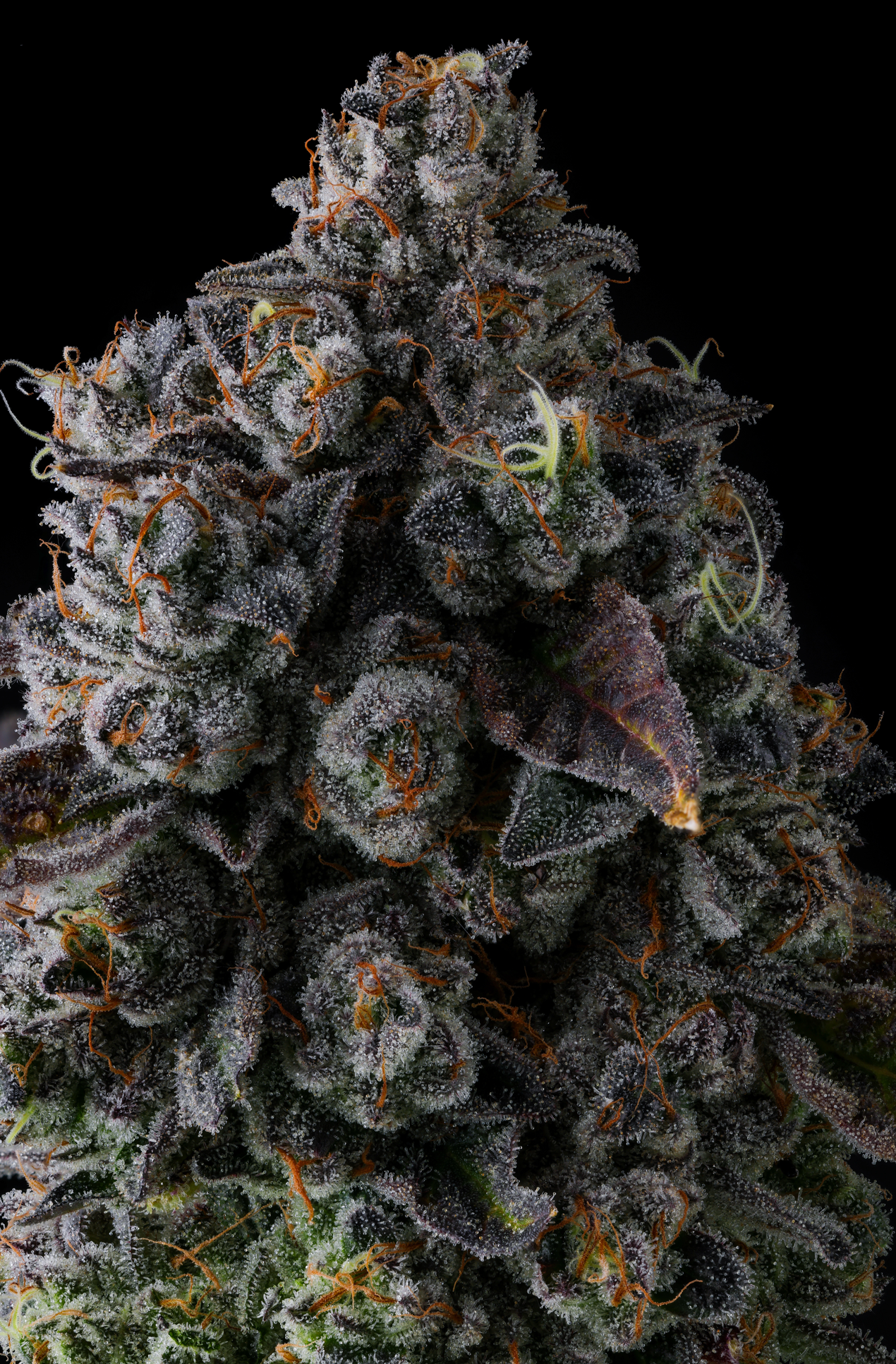 Crystal Chalice (Pavé x Grape Gas) 7-Pack