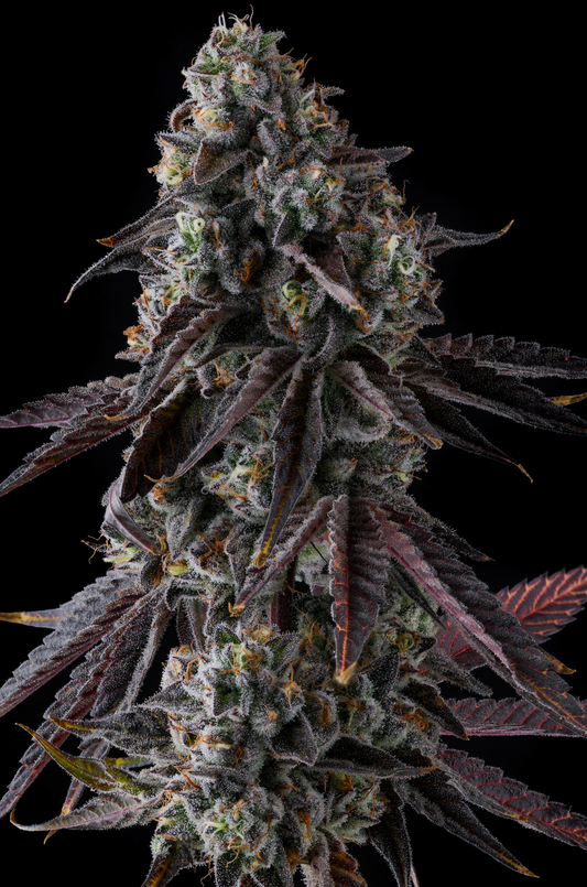 Fruit Riot (Strawberry Bonanza x Grape Gas) 7 seeds