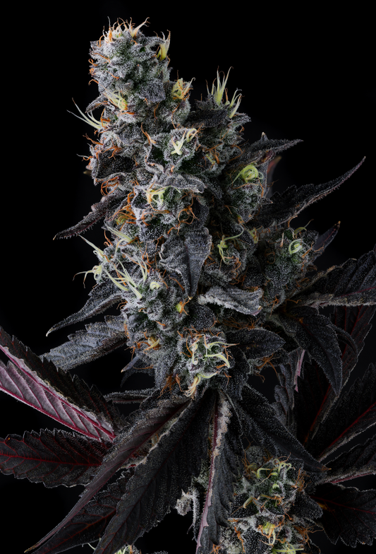 Giggin’ Grapes (Red Pop x Grape Gas) 7 seeds